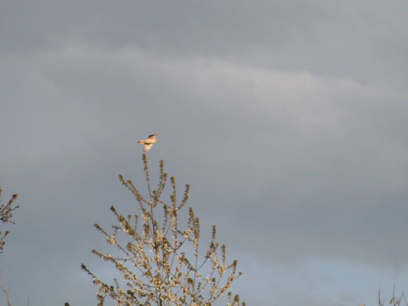 Falco??